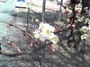 Ume_2