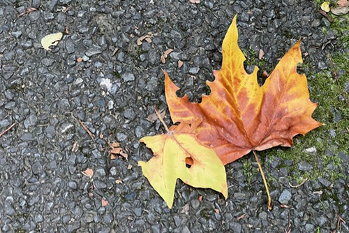 Img_2678 Img_2678