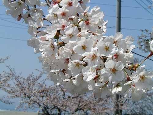 sakura